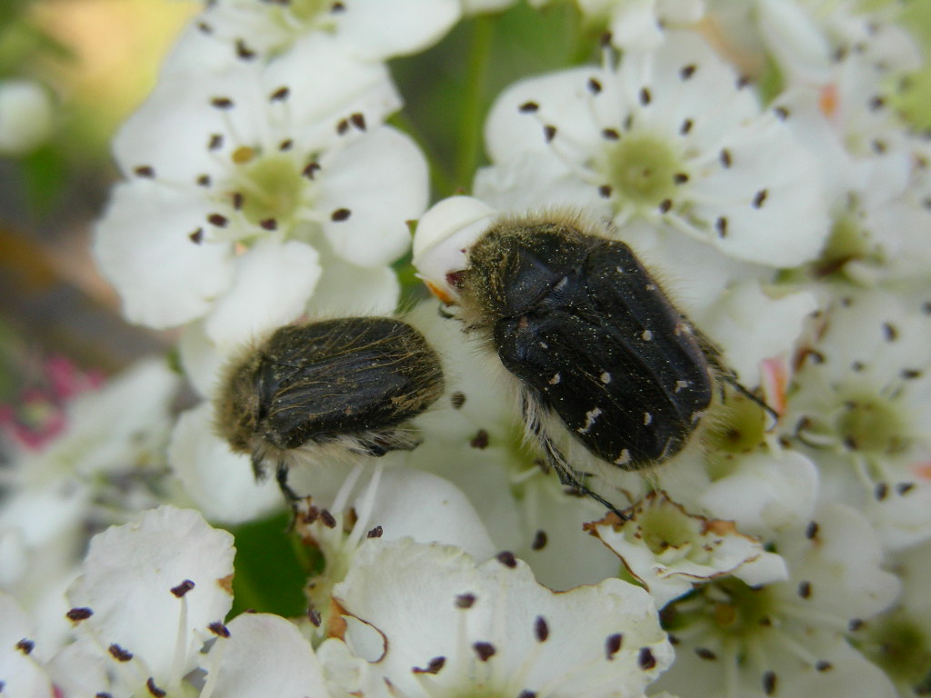 Tropinota sp.